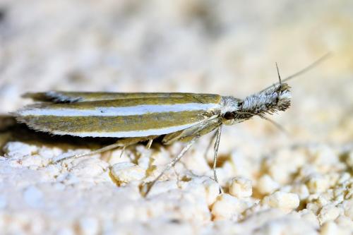 Réf. 336 699 : Pleurota aristella
